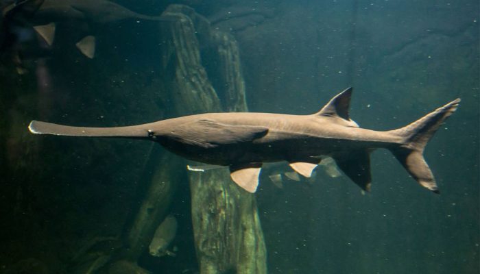 Paddlefish, Ikan air tawar terbesar di Cina dinyatakan punah