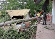 Pohon Kapuk Ambruk Porak Porandakan Sekolah