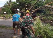 Antisipasi Pohon Tumbang, Bersama Pemdes Babinsa Desa Lumbewe Laksanakan Gotong Royong