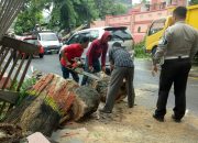 Angin Kencang Rebahkan Pohon Trambessi