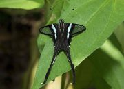 Hampir setengah dari spesies kupu-kupu Singapura punah