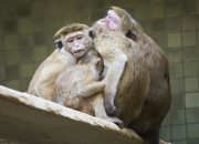 Lusinan monyet mati dalam kebakaran kebun binatang