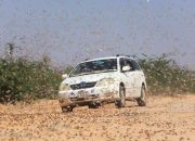 3 Kabupaten di Serang Hama Belalang di Kenya dan menjadi ancaman bagi ketahanan pangan