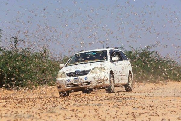 3 Kabupaten di Serang Hama Belalang di Kenya dan menjadi ancaman bagi ketahanan pangan