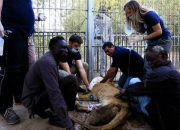 Tak Terurus, Empat Singan di Kebun Binatang Sekarat