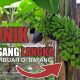Video: Pisang Langka di Jeneponto Berbuah di Batang