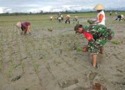 Musim Tanam, Babinsa Koramil Wotu Dampingi Petani Tanam Padi di Desa Mabonta