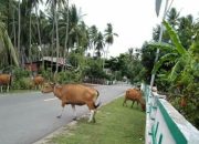 Sapi Liar Tak Bertuan Kembali Jadi Sorotan Warga Selayar