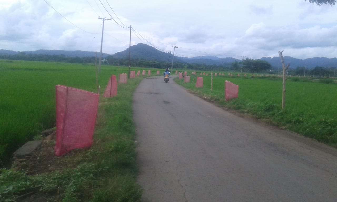 Peduli Lingkungan, Kades Lentu Lakukan Penghijauan dan Pembersihan Saluran Air Setiap Jumat