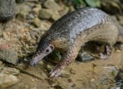 Trenggiling diidentifikasi sebagai tautan potensial untuk penyebaran virus corona