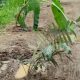 Keren,..!! Jalanan di Tanami Pohon Inru' dan Unti