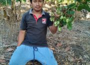 Pemda Hadirkan Investor, PSI Butur: Petani Mete Jadi Semangat