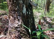 Harga Karet di Kalbar Kembali Anjlok Dampak Wabah Virus Corona