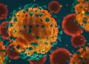 Para peneliti mengidentifikasi dua jenis virus corona ketika kasus China berkurang