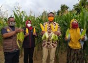 Gubernur Panen Jagung Varietas NA1 dan NA2 di Soppeng