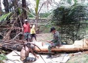 Dampingi Panen Sagu, Satgas Yonif R 509 Bangun Ketahanan Pangan Warga Papua