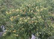 Masa Penen Cabai Tiba, Tanggan Bergoyang Uang Pun Datang