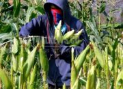 Selain pemerintah, petani disebut pahlawan ditengah covid 19