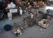 Shenzhen Cina melarang makan kucing dan anjing mulai 1 Mei 2020
