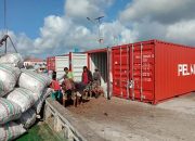 Proses Bongkar Muat Tol Laut di Halteng Kembali Meningkat