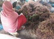Hujan dua Pekan, Sejumlah Petani Rumput Laut di Bantaeng Merugi