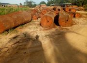 LPKRI Desak Kementerian Kehutanan Menangkap Para Cukong Perusak Hutan di Berau