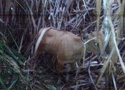 Unit Reskrim Polsek Polut Ungkap Kasus Curnak