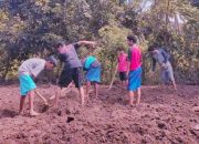 Pemuda Tani “SIPAKATAU” Desa Lonrong Bulukumba Tak Pernah Menitikkan Air Mata