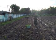Manfaatkan Lahan Kosong, Anggota Koramil 1426-07/Pattallassang Tanaman Cabe dan Jagung