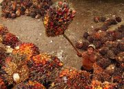 Harga Sawit Di Sekadau Hanya Rp 1.200, Petani Berharap “New Normal” Menjadi Solusi Stabilitas Harga