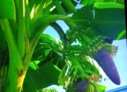 Keluarkan 2 Jantung Sekaligus, Pisang di Bulukumba Hebohkan Warga