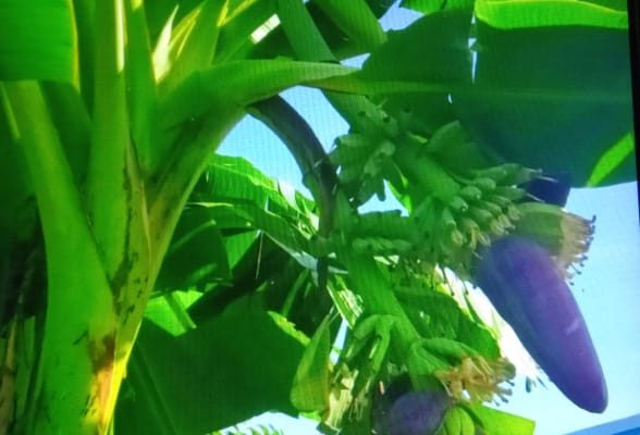 Keluarkan 2 Jantung Sekaligus, Pisang di Bulukumba Hebohkan Warga