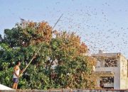 Di Serang Belalang, India menghadapi krisis terburuk dalam beberapa dekade