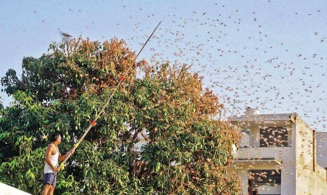 Di Serang Belalang, India menghadapi krisis terburuk dalam beberapa dekade