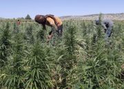 Lebanon menjadi penghasil narkoba terbesar yang pernah ada