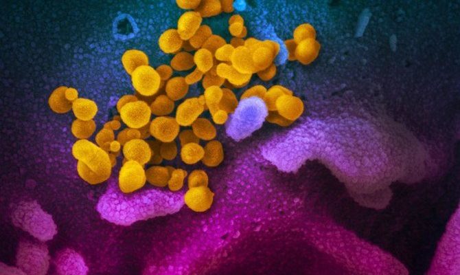 Mutasi coronavirus yang lebih menular sekarang adalah jenis yang paling umum: Peneliti