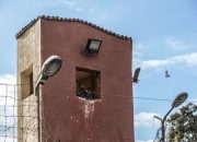 Virus mematikan menyebar di penjara-penjara Mesir