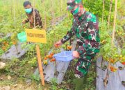 Kodim 1308 Luwuk Banggai Motivasi Petani Kembangkan Tanaman Holtikultura