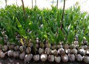 Pembibitan dan Penjualan Bibit Kelapa Genjah Entok  di Jalan Rambutan