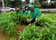 Di Tengah Maraknya Wabah COVID- 19, Persit KCK Tanam Dan Panen Sayur Mayur