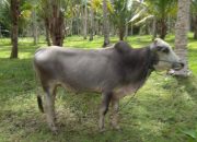 Berbagi Idul Adha, PT. BBS Sumbang Hewan Kurban