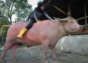 Kisah Mengapa Orang Bugis Pantang Makan Kerbau Balar