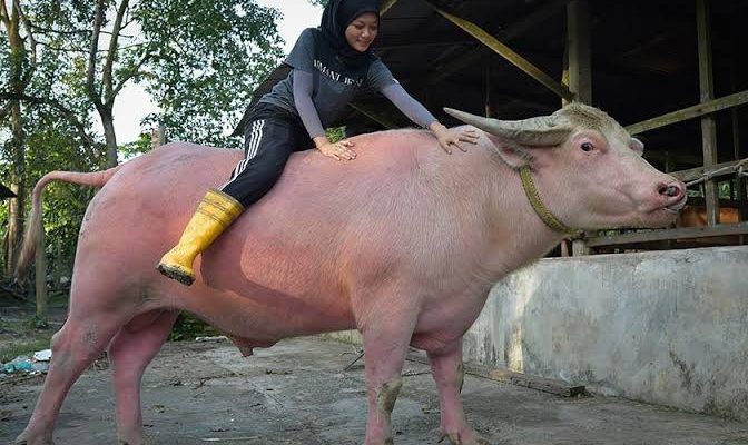 Kisah Mengapa Orang Bugis Pantang Makan Kerbau Balar