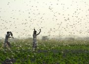 Pakistan mengubah serangan belalang menjadi keuntungan pertanian