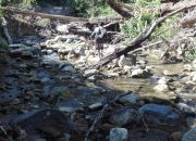 Sekitar 1 Kilo Meter, Aliran Sungai Mayayap Ditutupi Limbah Potongan Kayu