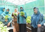 Lakukan Kunjungan, Ketua TP PKK Takalar Apresiasi Desa Lengkese Sebagai Kampung Hidroponik