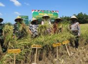 Tingkatkan Ketahanan Pangan Nasional Kodim 1426/Takalar Gelar Panen Padi Demplot