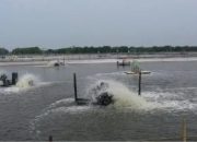 Cemari sumber Air dan mengeluarkan bau tak sedap, Tambak udang di Galesong resahkan warga sekitar