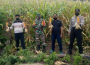 Ciptakan Ketahanan Pangan Polsek Paleleh & Muspika Bantu Warga.