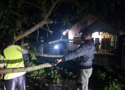 Kapolsek Biau Turun Langsung Evakuasi Pohon Tumbang